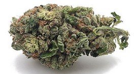 Gorilla Glue - Indica 31 % THC