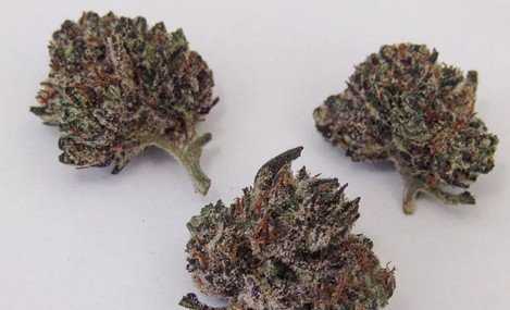 Purple People Eater - Indica 31 % THC