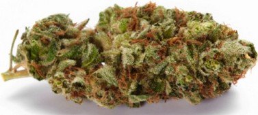 Dutch Passion - Indica 29% THC