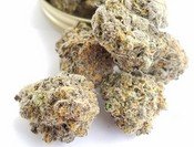 Kandy Krush Strain - Hybrid -34 % THC - Indoor