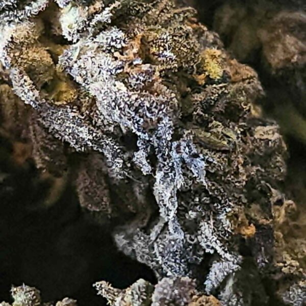 Blueberry Urkle - Indica - 32 % THC - Indoor